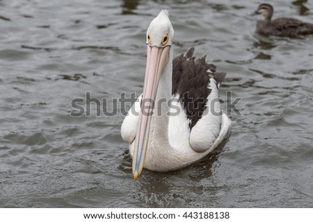 Australian

 Pelican in Water. Sydney Park.
