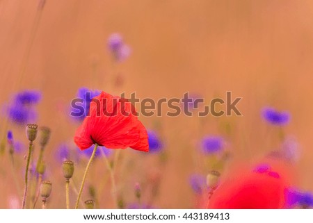 Meadow with beautiful bright red poppy flowers. Cornflower in Background. Sunset Light. 