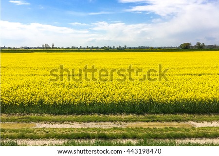 mustard field Royalty-Free Stock Photo #443198470
