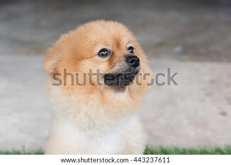 Pomeranian dog on green grass look me