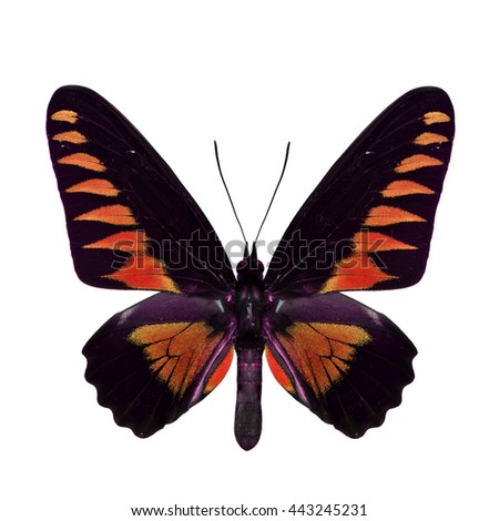 The distinctive black and velvet orange birdwing butterfly isolated on white background
