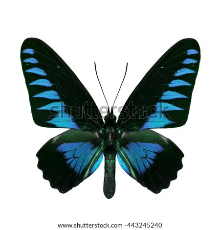 The distinctive black and velvet pale blue birdwing butterfly isolated on white background
