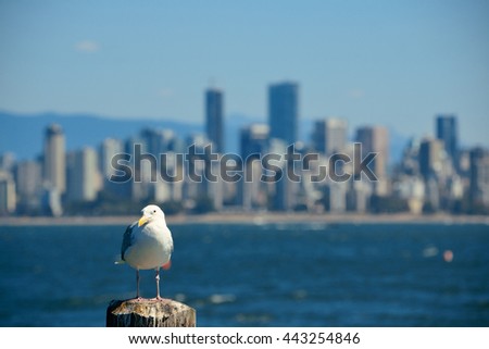 A seagull with Vancouver downtown skyline with mountains
