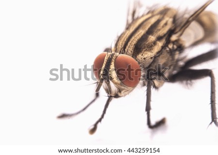 macro shot of fly on a white background. shoot specific focus.