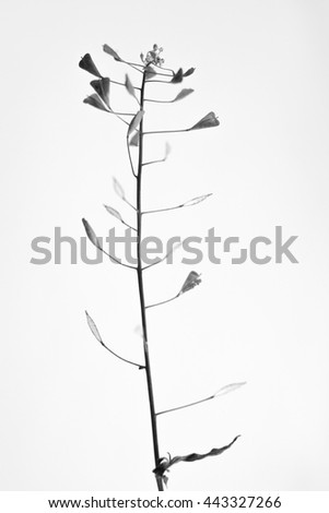 macrophoto of plant object with depth of field