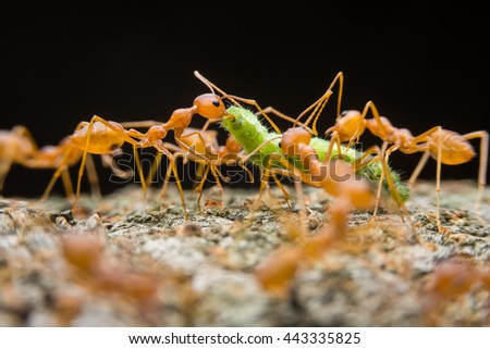 Red ants. Red Weaver Ants tearing their prey apart. Red weaver ants.Red weaver ants teamwork.Red ants team work