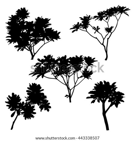 illustration with silhouette of Frangipani tree silhouette isolated on white background