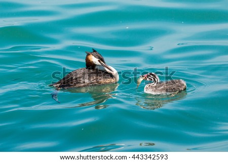 great crested grebe with chicks being weaned europe