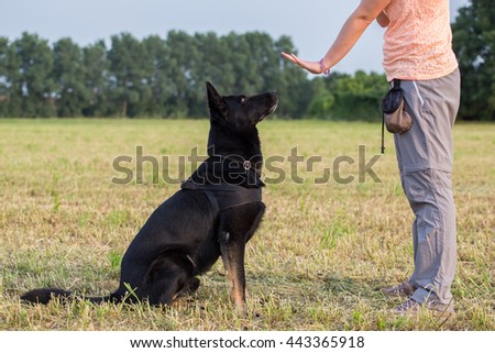 Black German Shepherd training (Sit command) Royalty-Free Stock Photo #443365918