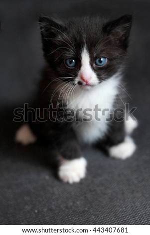 small black fluffy kitten with white legs, a muzzle and a breast, a black speck on the muzzle, with a pink nose, blue eyes and a white mustache on a dark gray background