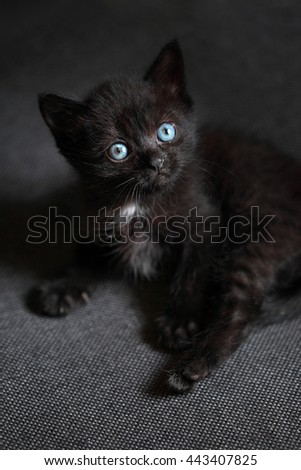 little black fluffy kitten with blue eyes and white mustache on a dark gray background