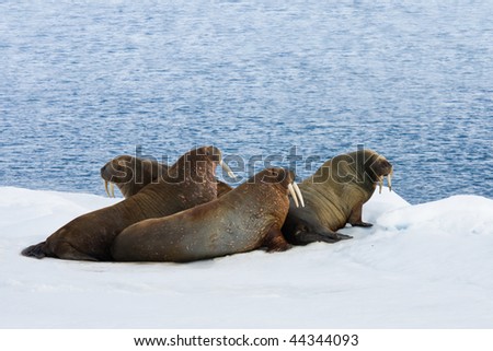Four walrus lying on the snow.  Horizontally framed shot.