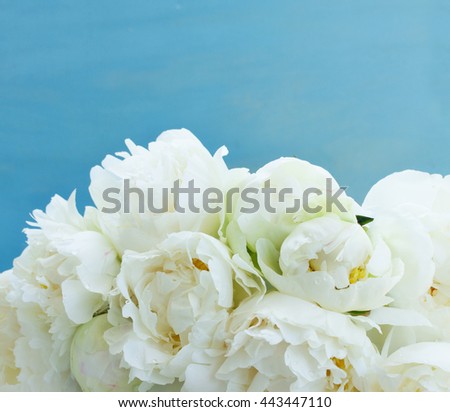 White peony flowers close up on blue background