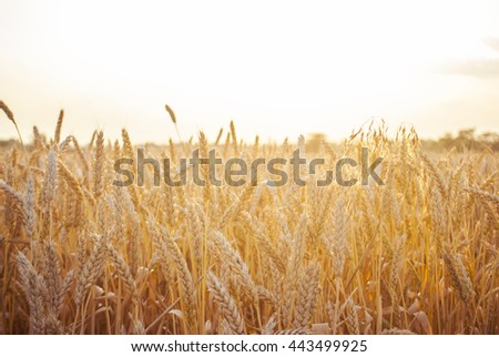 Yellow wheat field at the sunset