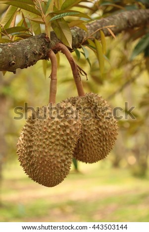 Durian fruit Thailand  durian./Fresh durian on durian tree 