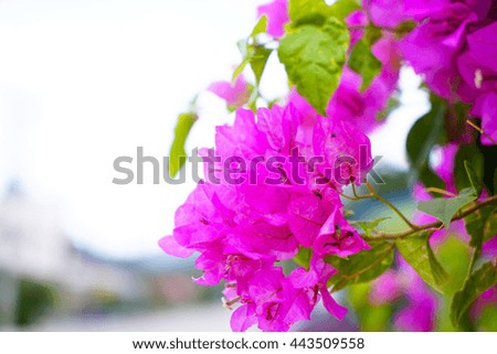 Pink bougainvillea flower on white background:select focus with shallow depth of field:ideal use for background.