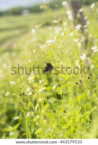 Blur grass and butterfly in sun light  on background