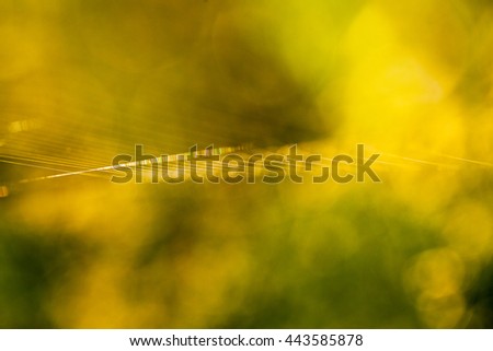 Abstract composition with spider web details and natural colors