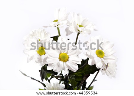 colorful chrysanthemum isolated on white