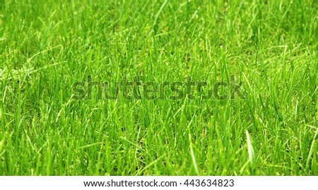 Green background by the fresh grass