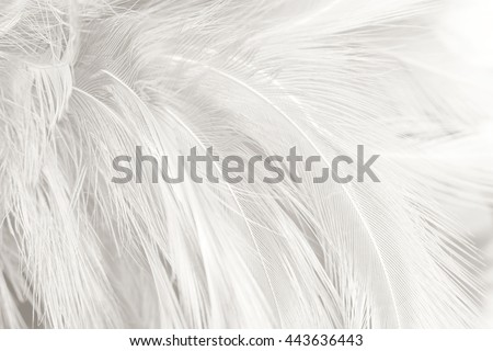 blur black and white chicken feather texture background