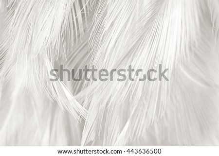  black and white ichicken feather texture background