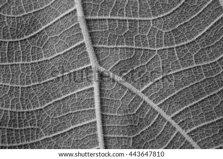 Black and white leaf texture background, close up of leaf pattern, decorated color of leaf texture