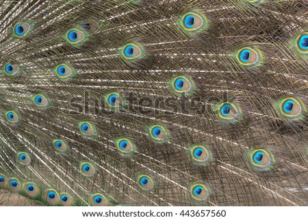 close-up peacock feathers ,Beautiful feather bird