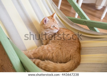 Orange cat with green eyes in an apartment 