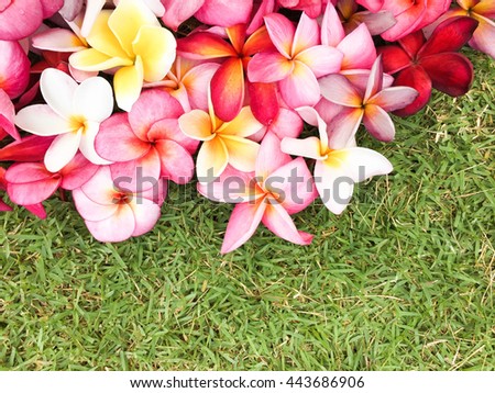 Colorful plumeria flowers