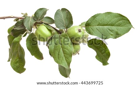 apple-tree branch with unripe green apples. isolated on white background