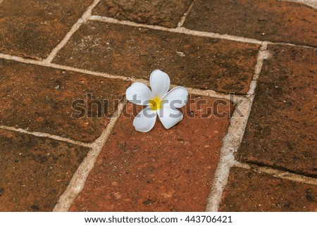 Plumeria flowers on rock background