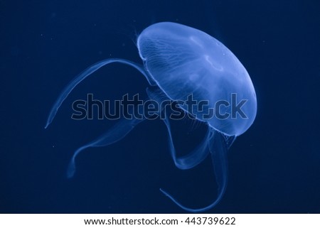 glow  jellyfish on dark background in aquarium
