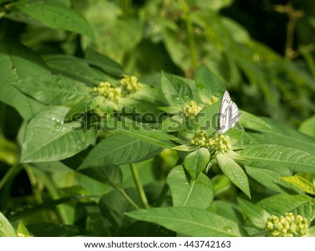 White and black butterfly eating honeydew on green flower