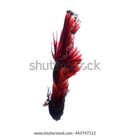 Capture the moving moment of red siamese fighting fish isolated on white background. betta fish.