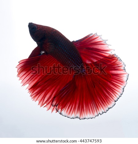 Capture the moving moment of red siamese fighting fish isolated on white background. betta fish.