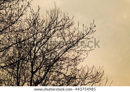 Silhouette of tree branches, sunset toned.