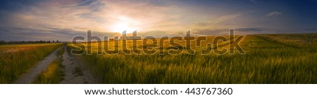 Panoramic picture of the field of grain