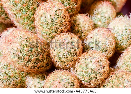 Photo Picture of a Tropical Cactus Texture Background
