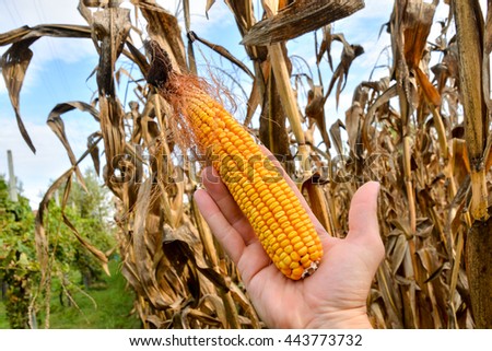 Photo Picture of Dry Vegetable Corn Plant Background