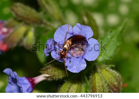 Earwig curled up in blue flower.