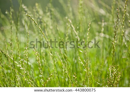 Peaceful summer landscape with flowers