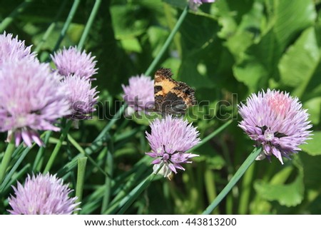 butterfly on a lilac flowers in the grass on the side