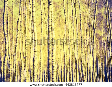 Vintage photo of birch tree trunks. Natural background with forest and birch tree trunks.