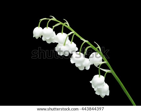 macro photo of lily of the valley, isolated on black