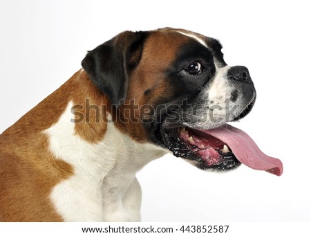 nice young mixed breed dog in the photo studio