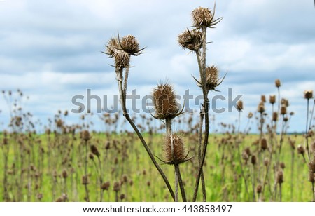 Spines in the field. Thorny plants in a meadow.