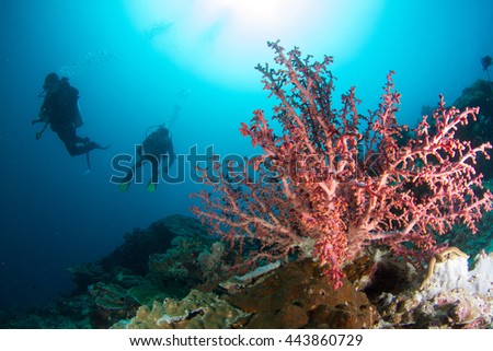 Amazingly beautiful underwater view, with a rich life of the soft and hard corals and silhouette of a diver behind. Indonesia, Nusa Penida.