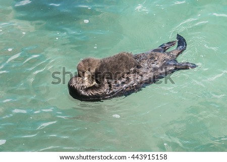 A wild mother Southern Sea Otter (Enhydra lutris) and her newborn pup float in the water of a quiet cove, in Monterey Bay, California.