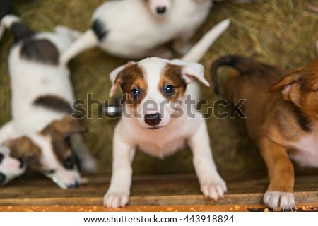  Little puppy at the shelter looks with hope.  Take me, I'm the best! Royalty-Free Stock Photo #443918824